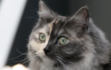 Кошка с необычным окрасом стала звездой сети: фото 