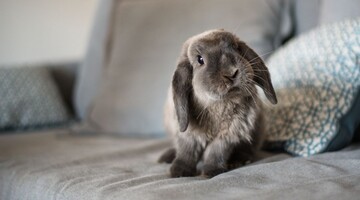 Домашний кролик показал чудеса акробатики - люди не знали, что пушистые могут прыгать так высоко