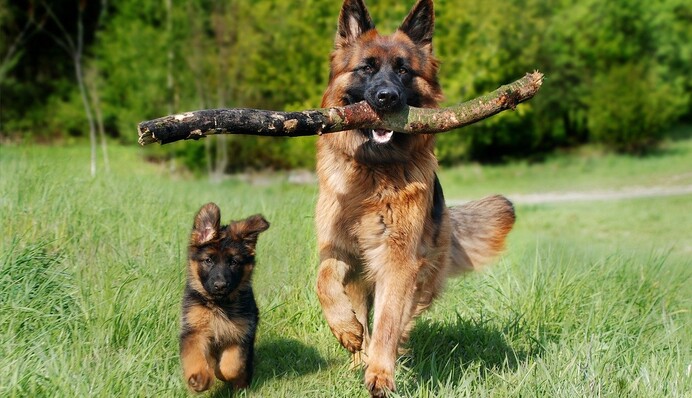 Овчарка учит своего щенка сидеть ради угощения, и это самый милый ученик