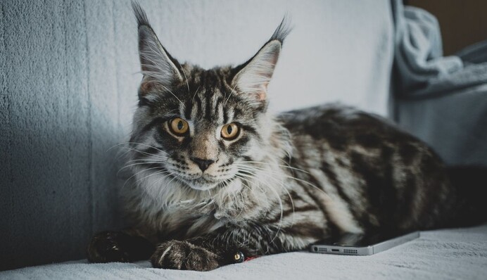 Мейн-кун Річі прославився в мережі завдяки незвичайному забарвленню - цей кіт схожий на снігову людину