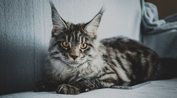 Мейн-кун Ричи прославился в сети благодаря необычному окрасу - этот кот похож на снежного человека