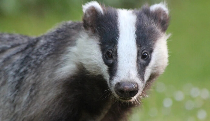 Голодный барсук нашел самую большую коллекцию древних монет в Испании