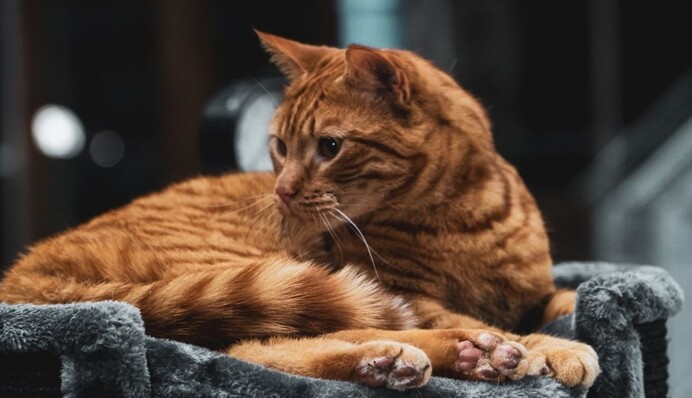 Мейн-кун вирішив подрімати, поки його малюки граються - всі батьки впізнають у ньому себе