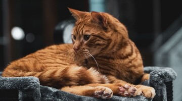 Мейн-кун решил вздремнуть, пока его малыши играют – все родители узнают в нем себя