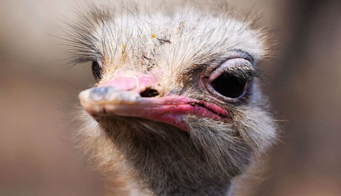 Стадо страусов устроило ночную пробежку по городу - в темноте такая компания выглядит жутко