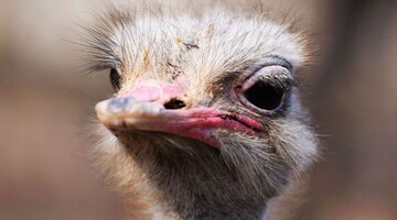 Стадо страусов устроило ночную пробежку по городу - в темноте такая компания выглядит жутко