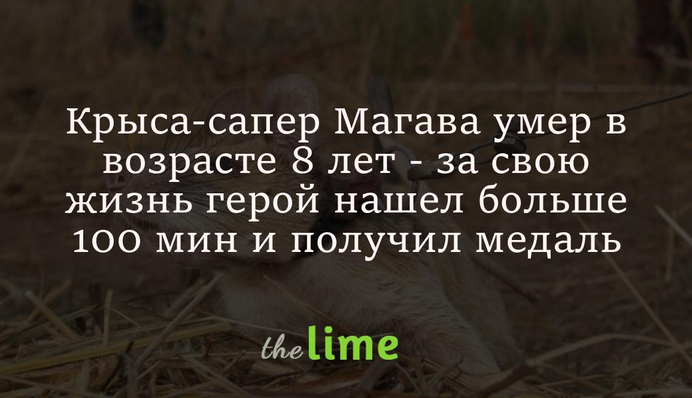 Щур-сапер Магава помер у віці 8 років - за своє життя герой знайшов більше 100 мін і отримав медаль