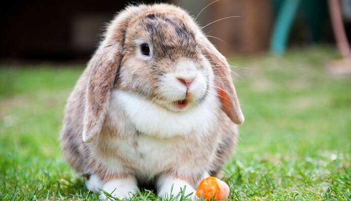 Кролик не вліз у дверцята для тварин і проломив собі прохід - просто хтось надто багато їсть