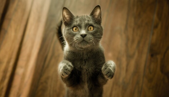 Кошка впервые потрогала мыльную пену и очень удивилась - реакция пушистой просто бесподобна