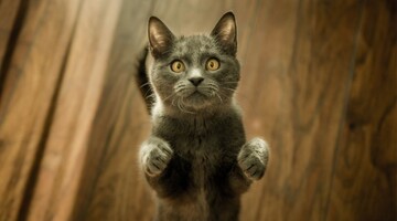 Кошка впервые потрогала мыльную пену и очень удивилась - реакция пушистой просто бесподобна