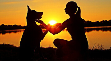 Воспитанный доберман поделился котлетой с хозяйкой - поведение собаки удивило людей