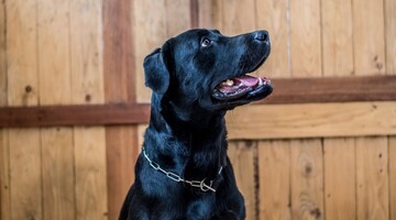 Лабрадор увидел знакомого почтальона и запел от счастья - так выглядит настоящая дружба