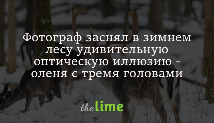 Фотограф засняв у зимовому лісі дивовижну оптичну ілюзію – оленя з трьома головами
