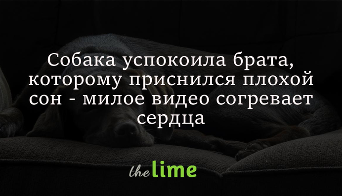 Собака успокоила брата, которому приснился плохой сон - милое видео согревает сердца