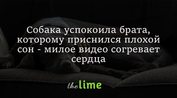 Собака успокоила брата, которому приснился плохой сон - милое видео согревает сердца