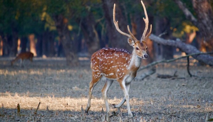 Семья оленей подружилась с котом и устроила ему сеанс массажа - только взгляните на этих друзей