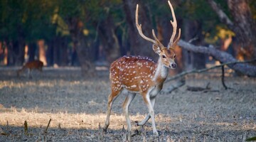 Семья оленей подружилась с котом и устроила ему сеанс массажа - только взгляните на этих друзей