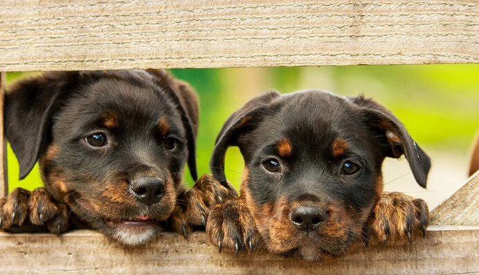 Собаки на детской площадке научились скатываться с горки - их восторгу нет предела