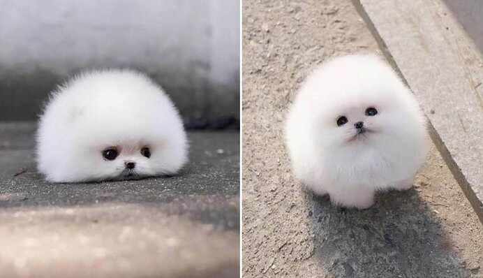 Шпіц Сніжок підкорив мережу своєю мімішністю - тільки погляньте на цю пухнасту грудку