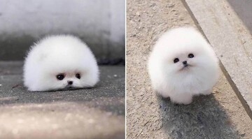 Шпиц Снежок покорил сеть своей мимишностью - только взгляните на этот пушистый комок
