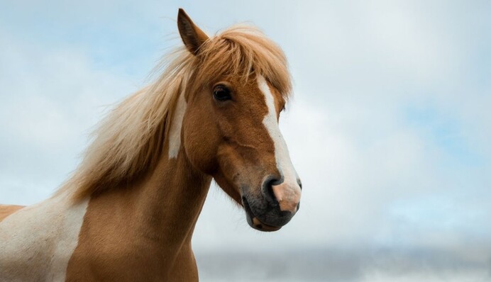 Кінь смішно зізнався, що влаштував безлад у стайні - це найчесніша тварина