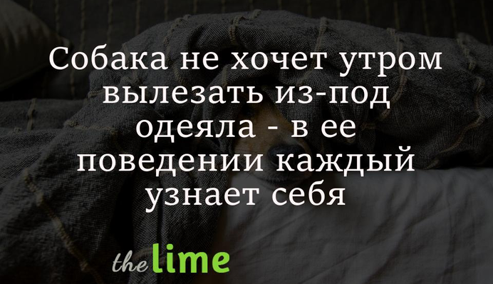 Собака не хочет утром вылезать из-под одеяла - в ее поведении каждый узнает себя