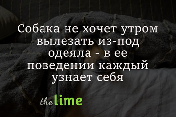 Собака не хоче вранці вилазити з-під ковдри - у його поведінці кожен впізнає себе