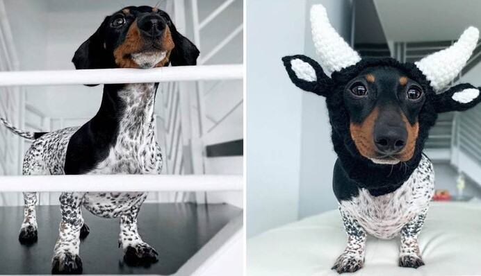 Такса необычного окраса очаровала соцсети - она похожа на пеструю коровку