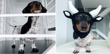 Такса незвичайного забарвлення зачарувала соцмережі - вона схожа на строкату корівку