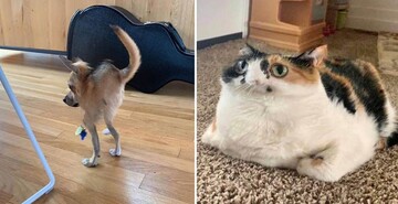 10 кумедних тварин, які потрапили на панорамні фото і тепер веселять людей