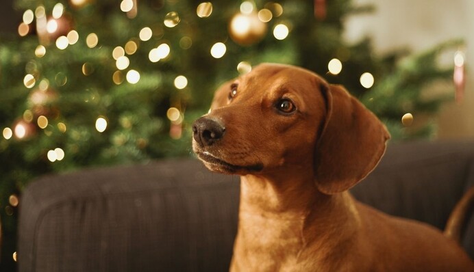 Цуценя вперше побачило себе в дзеркалі і вирішило подружитися: смішне відео
