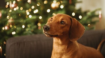 Цуценя вперше побачило себе в дзеркалі і вирішило подружитися: смішне відео