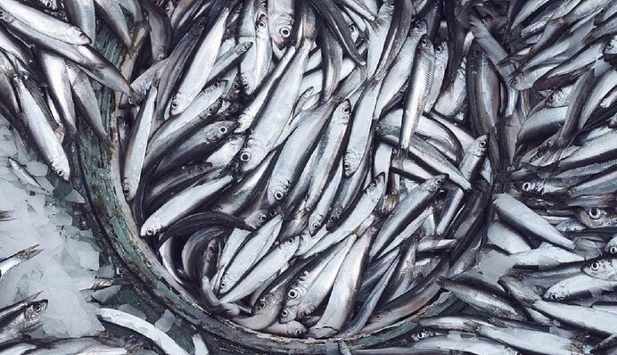 Риба Балтійського моря - в осінньо-зимовий період її важливо додати в раціон