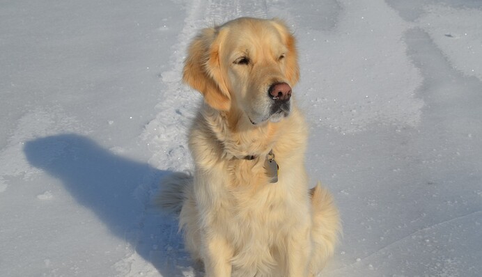 Золотистий ретривер посварився з тінню на снігу - у цій битві йому не перемогти
