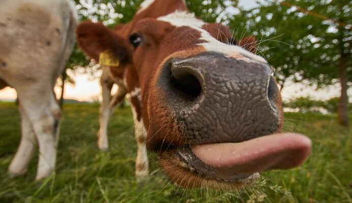 Доброзичливий бичок вирішив облизати пса, але той зовсім не вміє цілуватися: кумедне відео