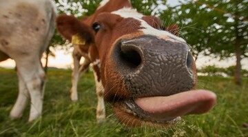 Доброзичливий бичок вирішив облизати пса, але той зовсім не вміє цілуватися: кумедне відео