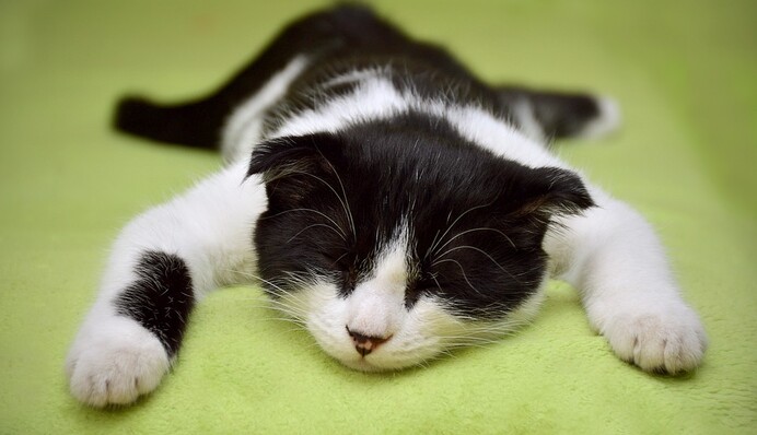 Щенок попытался прогнать наглого кота с лежанки - такая задача малышу не под силу