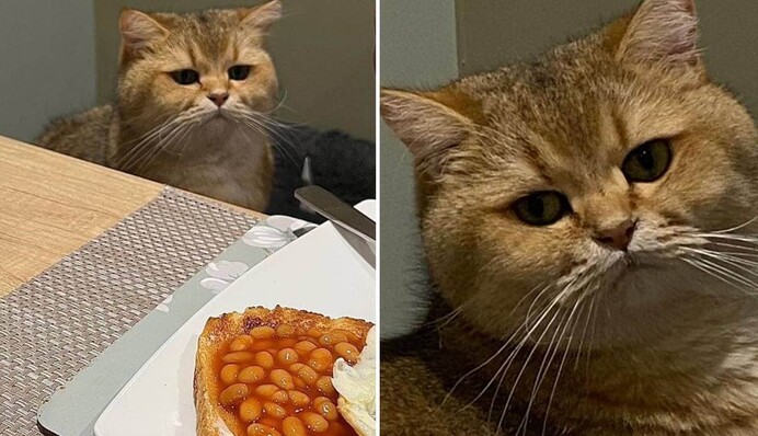 Кіт порівняв свою їжу з вечерею господаря і засумував - тільки гляньте на цю мордочку