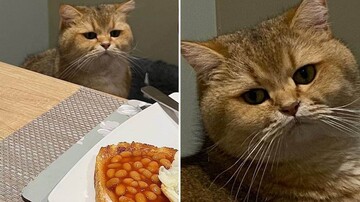 Кот сравнил свою еду с ужином хозяина и загрустил - только взгляните на эту мордочку