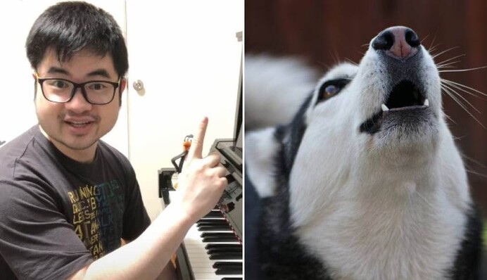 Піаніст накладає музику на смішні крики тварин - це справжні хіти