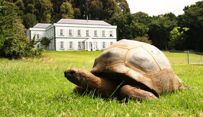 Найстарішій черепасі у світі виповнилося 190 років - як виглядає рептилія-довгожитель