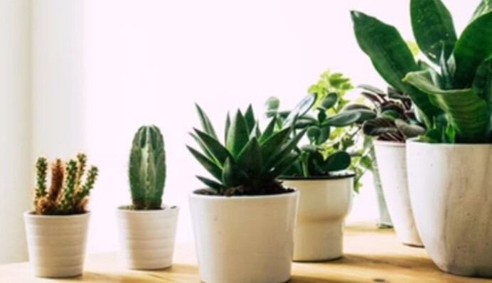 4 безобидных с виду растения, которые не стоит держать в спальне
