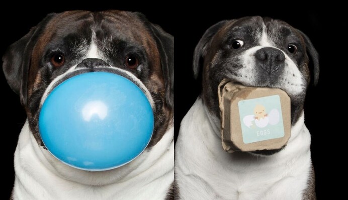 Що поміститься у пащу собаки? Фотограф відповів на запитання кумедними кадрами