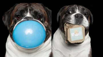 Что поместится в пасть собаки? Фотограф ответил на вопрос смешными кадрами