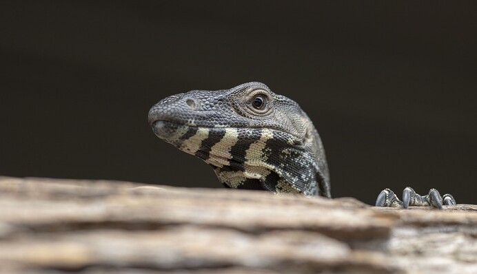 Турист в отеле Таиланда обнаружил опасного соседа - он выполз прямо из унитаза