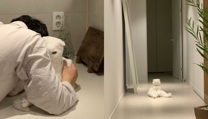 Кішка не любить обійматися зі своїм господарем - тільки подивіться на реакцію пухнастої