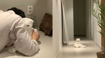 Кошка не любит обниматься со своим хозяином - только посмотрите на реакцию пушистой