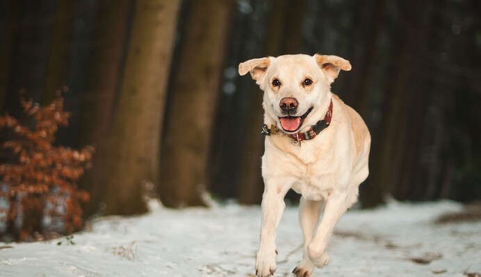 Пес так любит играть на улице, что придумал способ не возвращаться домой: забавные видео