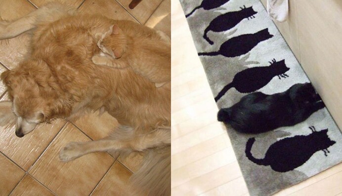 Коти – справжні майстри маскування. Спробуйте знайти їх на цих фото