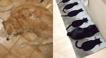 Коты - настоящие мастера маскировки. Попробуйте найти их на этих фото